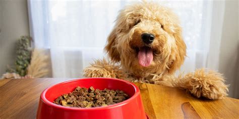 how long can a puppy go without food how often should puppies eat