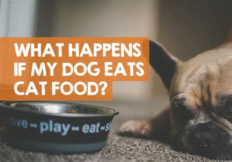 what happens when a dog eats too much cat food: how does this scenario reflect on the importance of dietary differences between dogs and cats?